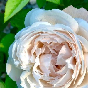 Meet your Posher, Jane